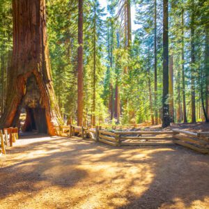 Yosemite National Park-Chasing Waterfalls-BWW Exclusive