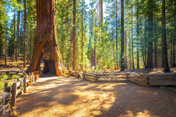 Yosemite National Park-Chasing Waterfalls-BWW Exclusive